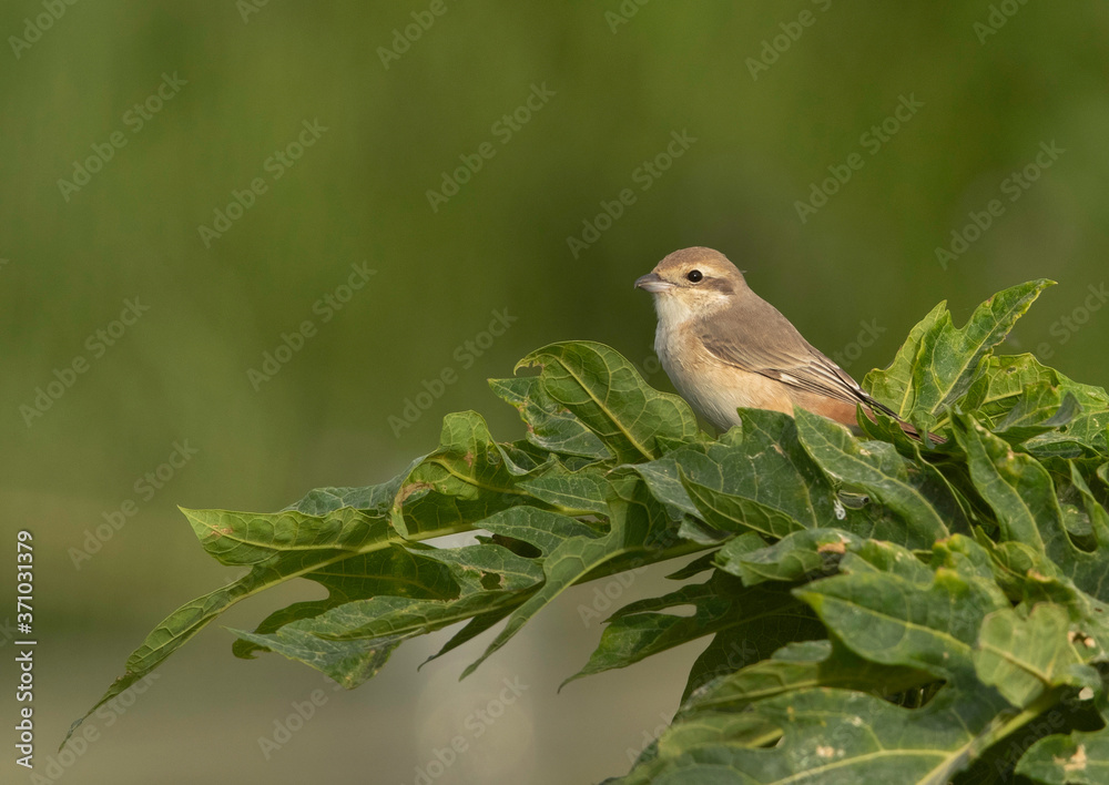 Isabelline Shrike perched on papaya tree, Bahrain Isabelline Shrike perched on papaya tree, Bahrain