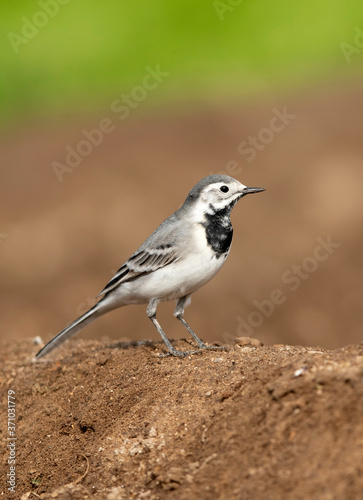 White wagtail perched on a mound, Bahrain