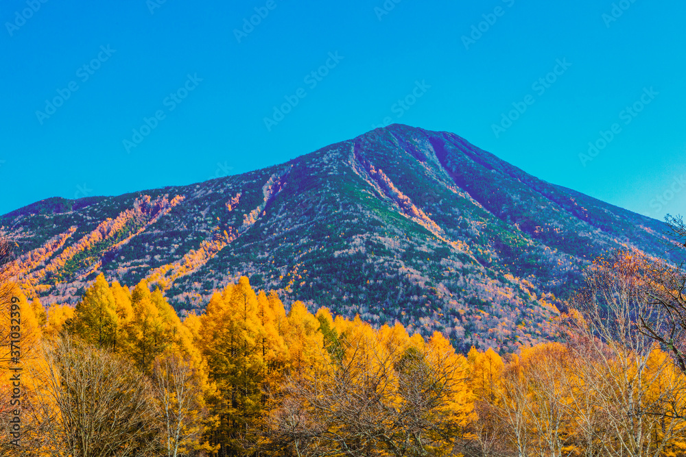 秋の男体山とカラマツの黄葉