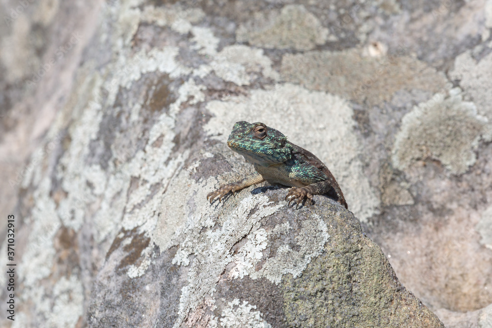 Southern Rock Agama in Umtamvuna Nature Reserve, KwaZulu-Natal, South Africa Southern Rock Agama in Umtamvuna Nature Reserve, KwaZulu-Natal, South Africa