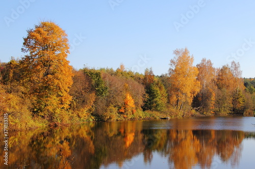 Picturesque orange yellow trees on the shore of forest lake calm water with on Sunny October autumn day, European Russia beautiful landscape
