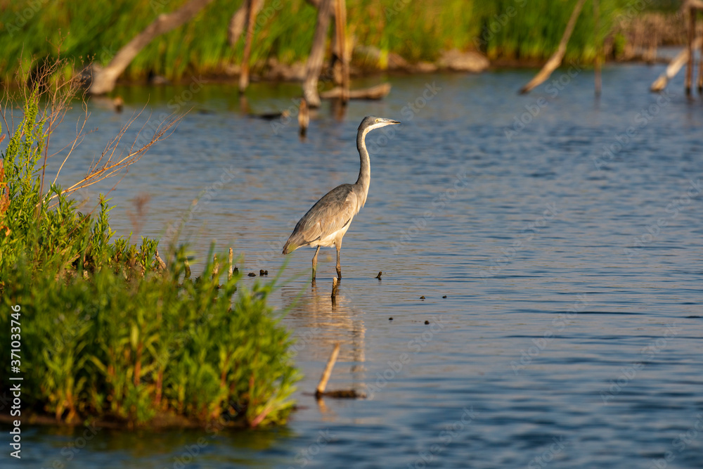 Fototapeta premium Héron mélanocéphale,.Ardea melanocephala, Black headed Heron, Afrique du Sud