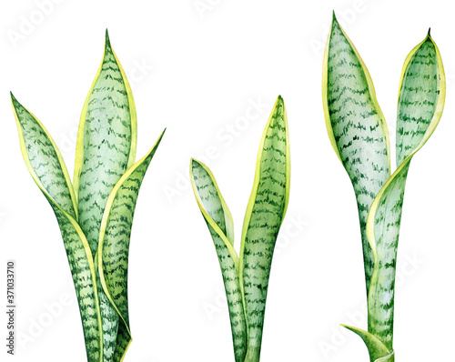 Watercolor illustration of sansevieria plant photo