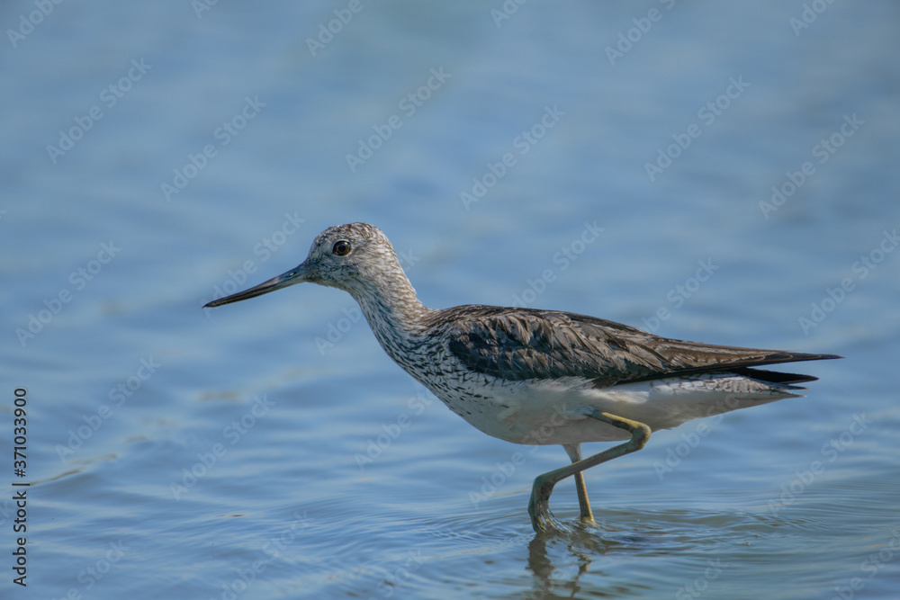 bird in the water bird in the water