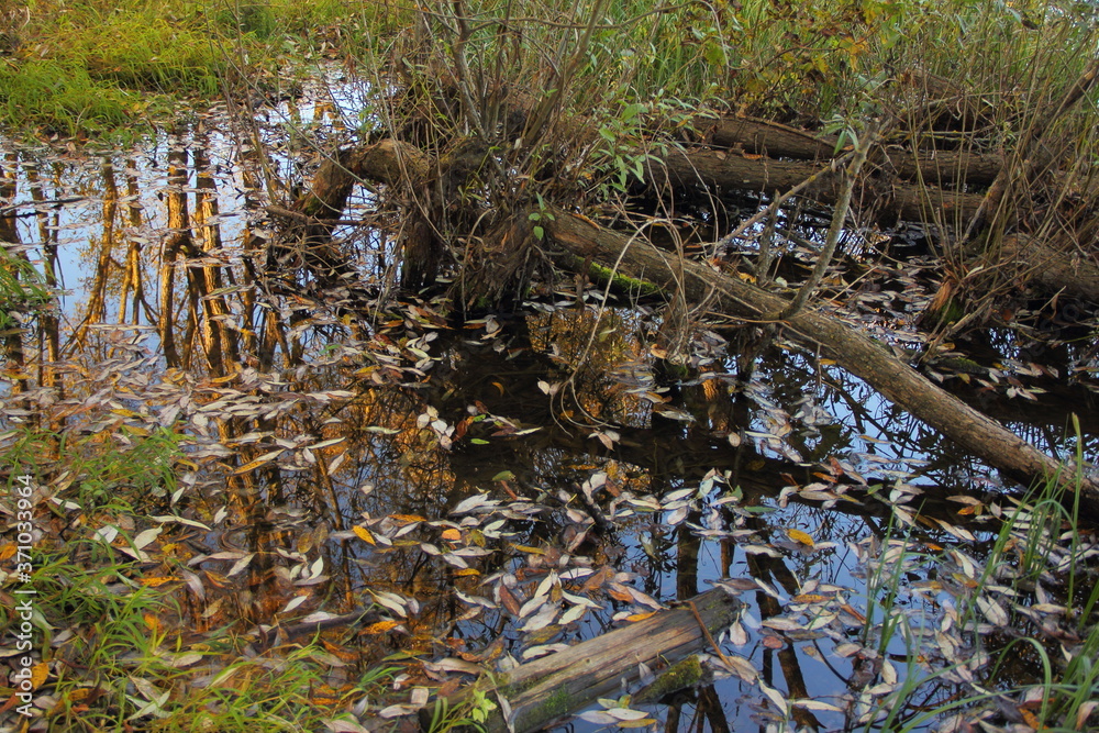 Obraz premium Dry fall leaves and trees in water of forest pond on October autumn day, European Russia beautiful landscape
