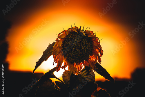 sunflower on sunset background