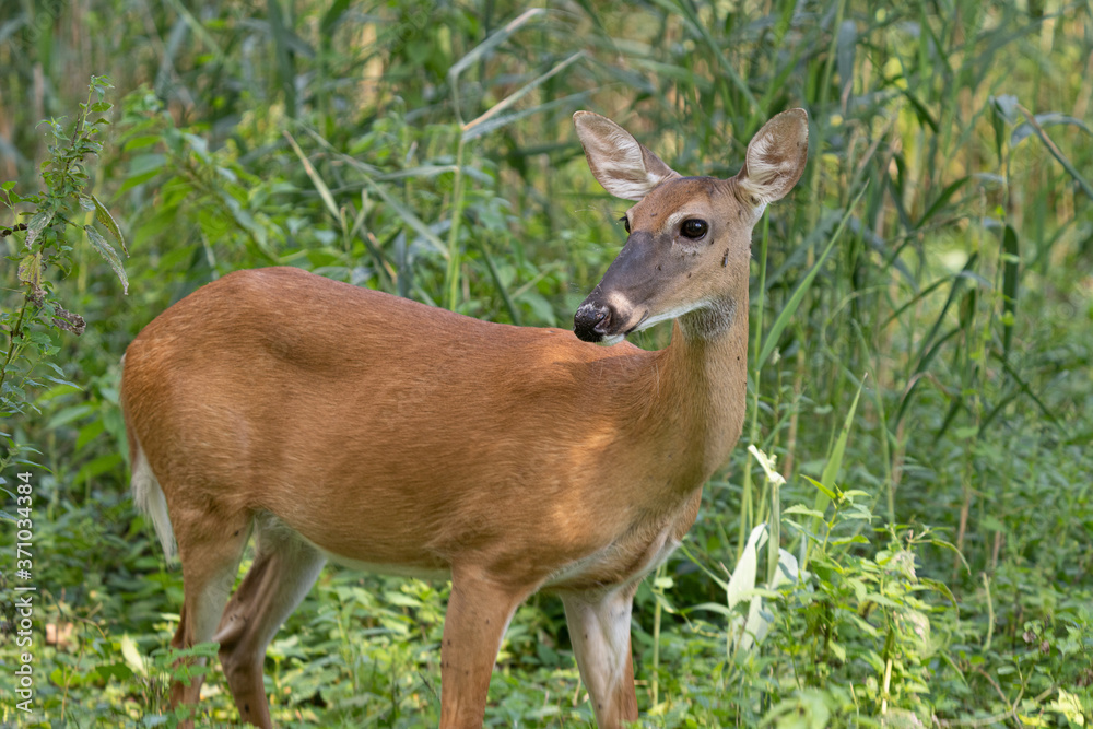 mature doe calmy eats in the woods on a sunny day in the park
