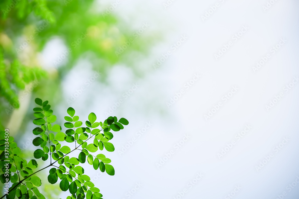 Closeup beautiful nature view of green leaf on blurred greenery and white  sky background in garden with copy space using as background natural green  plants landscape, ecology, fresh wallpaper concept. Stock Photo