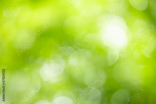 Abstract blurred out of focus and blurred green leaf background under sunlight with bokeh and copy space using as background natural plants landscape, ecology wallpaper and cover concept.