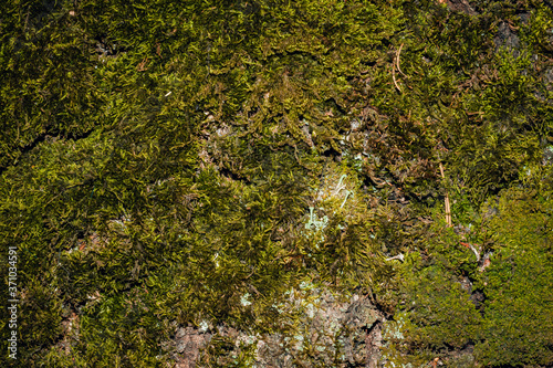 Beautiful green moss on the floor, moss closeup, macro. Beautiful background of moss for wallpaper.