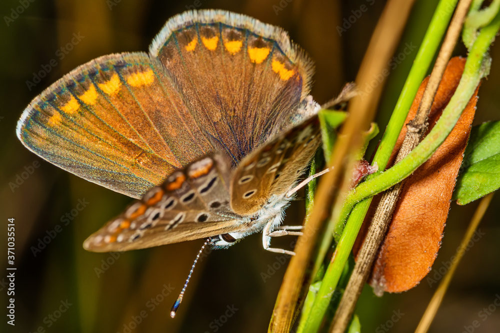 Fotografie The brown argus (lat
