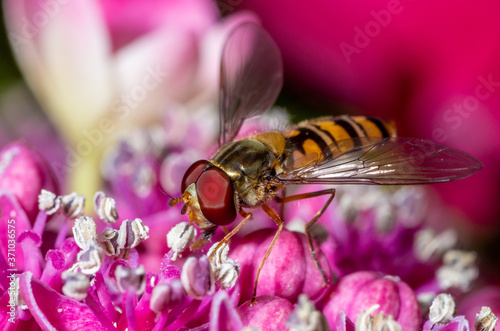 Hoverfly on pink Geranium