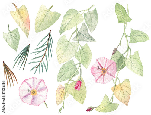 Watercolor set of bindweed flowers and leaves and fir needles on a white isolated background. For summer and autumn designs. Hand painted elements. 