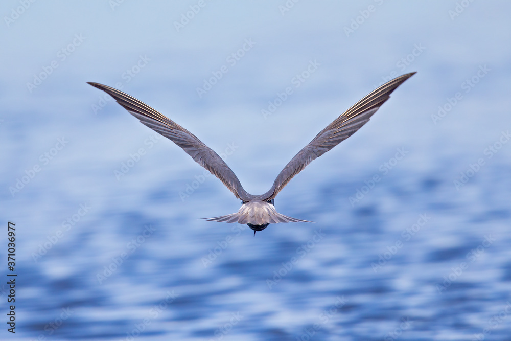 Black tern (Chlidonias niger) foraging and hunting from the sky seen from the back. Black tern (Chlidonias niger) foraging and hunting from the sky seen from the back.