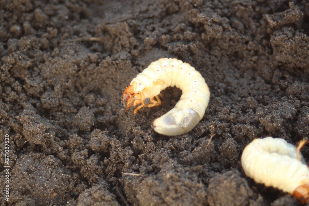 Engerling - cockchafer larvae on the surface of the earth Engerling - cockchafer larvae on the surface of the earth