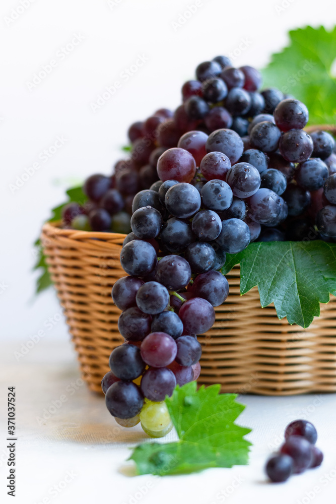 Bunch of black grapes, concept of harvest, viticulture, healthy organic ingredients Bunch of black grapes, concept of harvest, viticulture, healthy organic ingredients