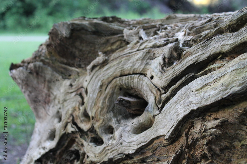 wood texture wood texture