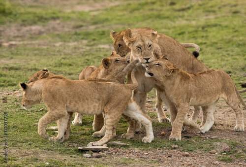 Lioness and her cub at Masai Mara, Kenya
