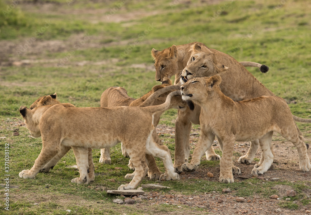 Lion cubs meeting their mother after sometime at Masai Mara, Kenya Lion cubs meeting their mother after sometime at Masai Mara, Kenya