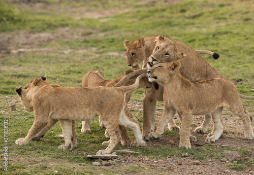 Lion cubs meeting their mother after sometime at Masai Mara  Kenya