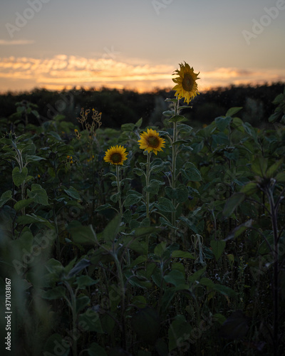 Three sunflowers on a field during sunset giving a moody impression