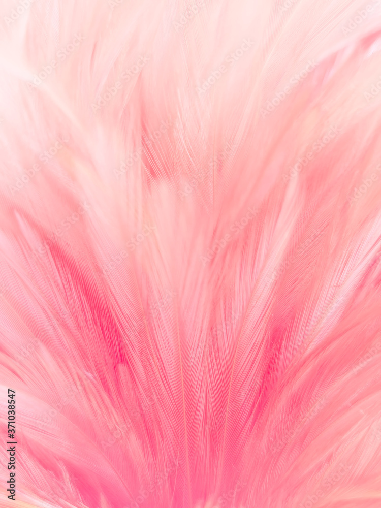 Beautiful abstract white and pink feathers on white background and soft white feather texture on pink pattern and pink background, feather background, pink banners Beautiful abstract white and pink feathers on white background and soft white feather texture on pink pattern and pink background, feather background, pink banners