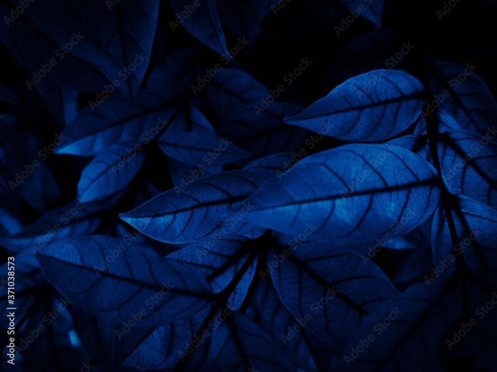 Beautiful abstract green flowers on dark background and blue flower frame and green leaves texture, green background, colorful graphics banner Beautiful abstract green flowers on dark background and blue flower frame and green leaves texture, green background, colorful graphics banner