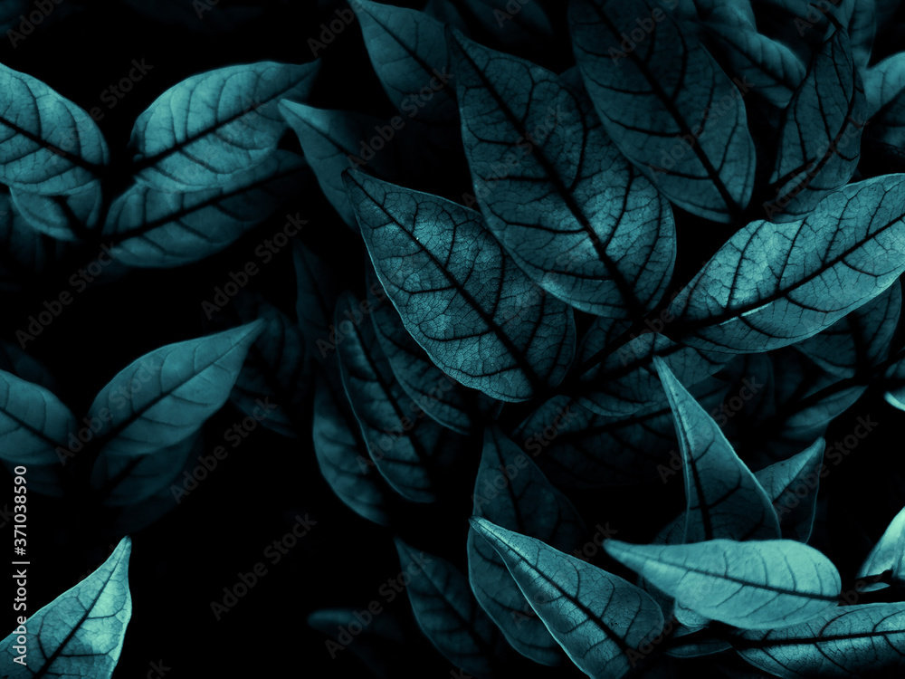 Beautiful abstract green flowers on dark background and blue flower frame and green leaves texture, green background, colorful graphics banner Beautiful abstract green flowers on dark background and blue flower frame and green leaves texture, green background, colorful graphics banner