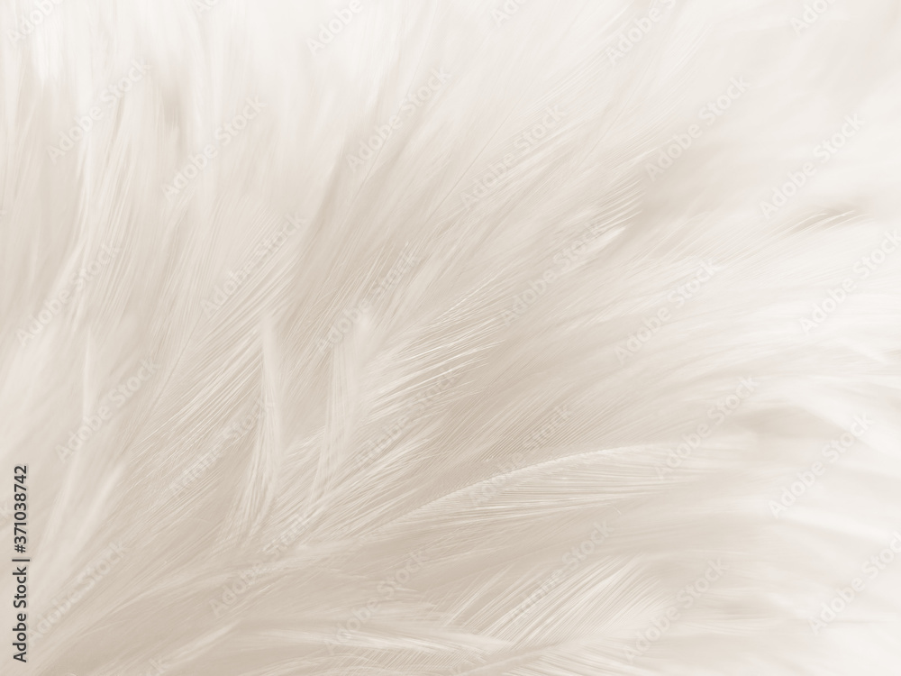 Beautiful abstract gray and white feathers on white background, soft brown feather texture on white pattern background, yellow feather background Beautiful abstract gray and white feathers on white background, soft brown feather texture on white pattern background, yellow feather background