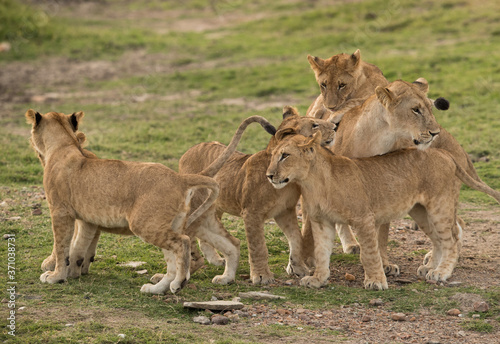Lioness surrounded by her cubs  Masai Mara