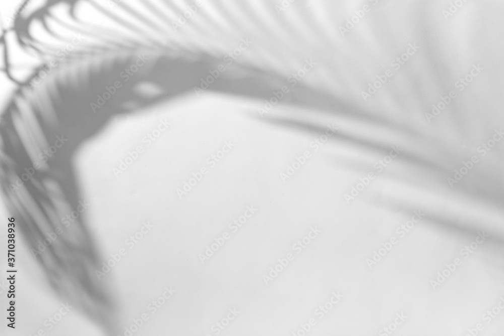 Fern shadow on gray background Fern shadow on gray background
