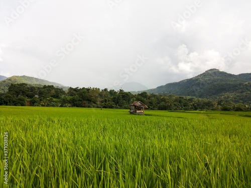 The scenery of rural rice fields with mountain at the back. Parepare, South Sulawesi, Indonesia. photo