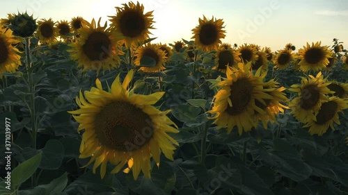 Organic Sunflowers are Growing on the Big Plantation in Summer. Wonderful panoramic view field of sunflowers by summertime. Long rows of nice yellow sunflower in the field under the blue sky