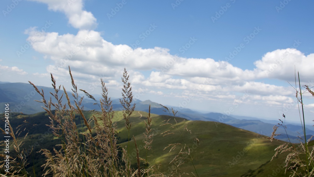 Widok przez trawę na Połoninę Caryńską od strony Szerokiego Wierchu