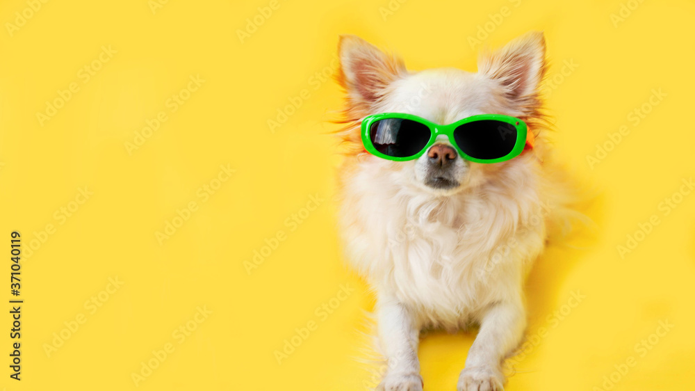 yellow banner. A Chihuahua dog on a yellow background in a blue hat and sunglasses.The concept of recreation and travel.