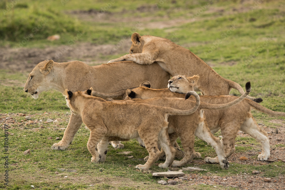 Love and effection of Lioness and her cubs, Masai Mara Love and effection of Lioness and her cubs, Masai Mara