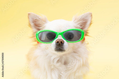 yellow banner. A Chihuahua dog on a yellow background in a blue hat and sunglasses.The concept of recreation and travel.