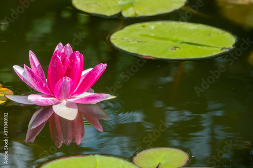 Pink water lily flower, Nymphaea lotus, Nymphaea sp. hort., on a dark water background with reflection.