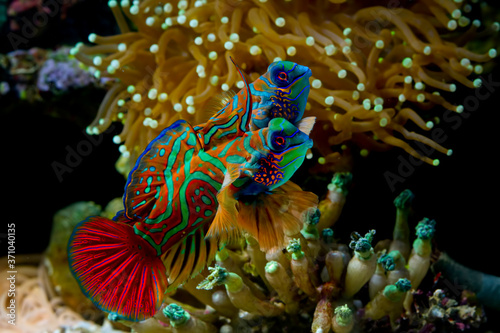 Photography Beautiful color Mandarin fish, marine fish