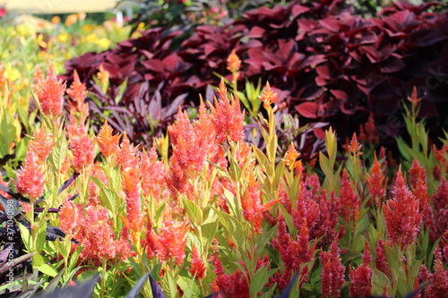 Garden of multicolor flowers blooming