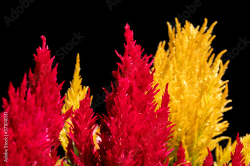 Red and Yellow Plumed cockscomb  Celosia argentea on black background