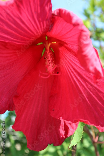Hibiscus in  full bloom during summer