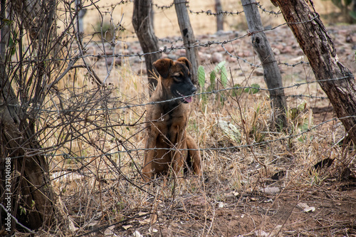 Perros jugando