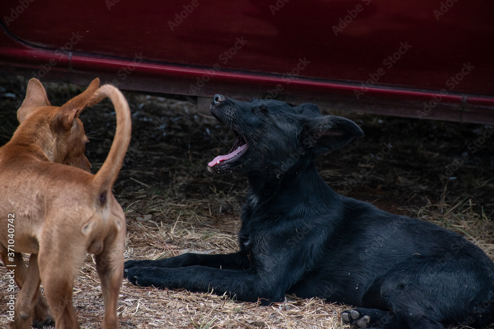 Perros jugando