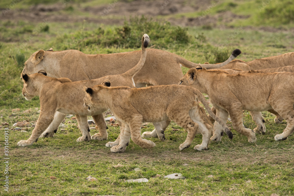 Lioness moving along with her cubs, Masai Mara Lioness moving along with her cubs, Masai Mara