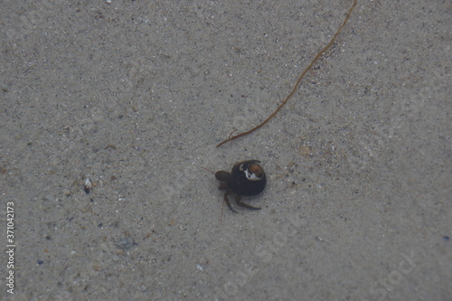 Hermit Crab