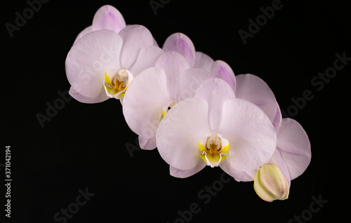  Branch of white orchid flowers on a black background. Close-up.