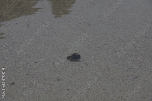 Hermit Crab