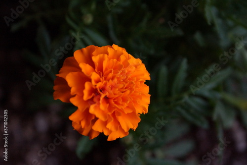 Orange Flower
