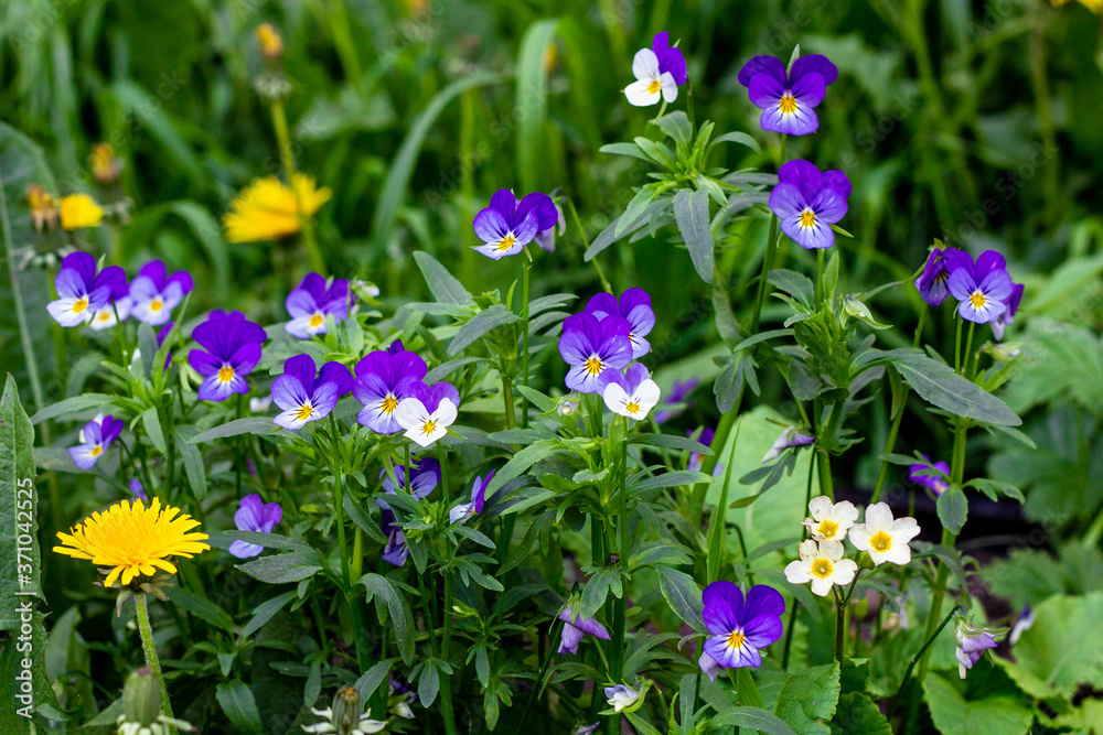 Fototapeta premium Blue and white forget-me-nots and yellow dandelions in the green grass.